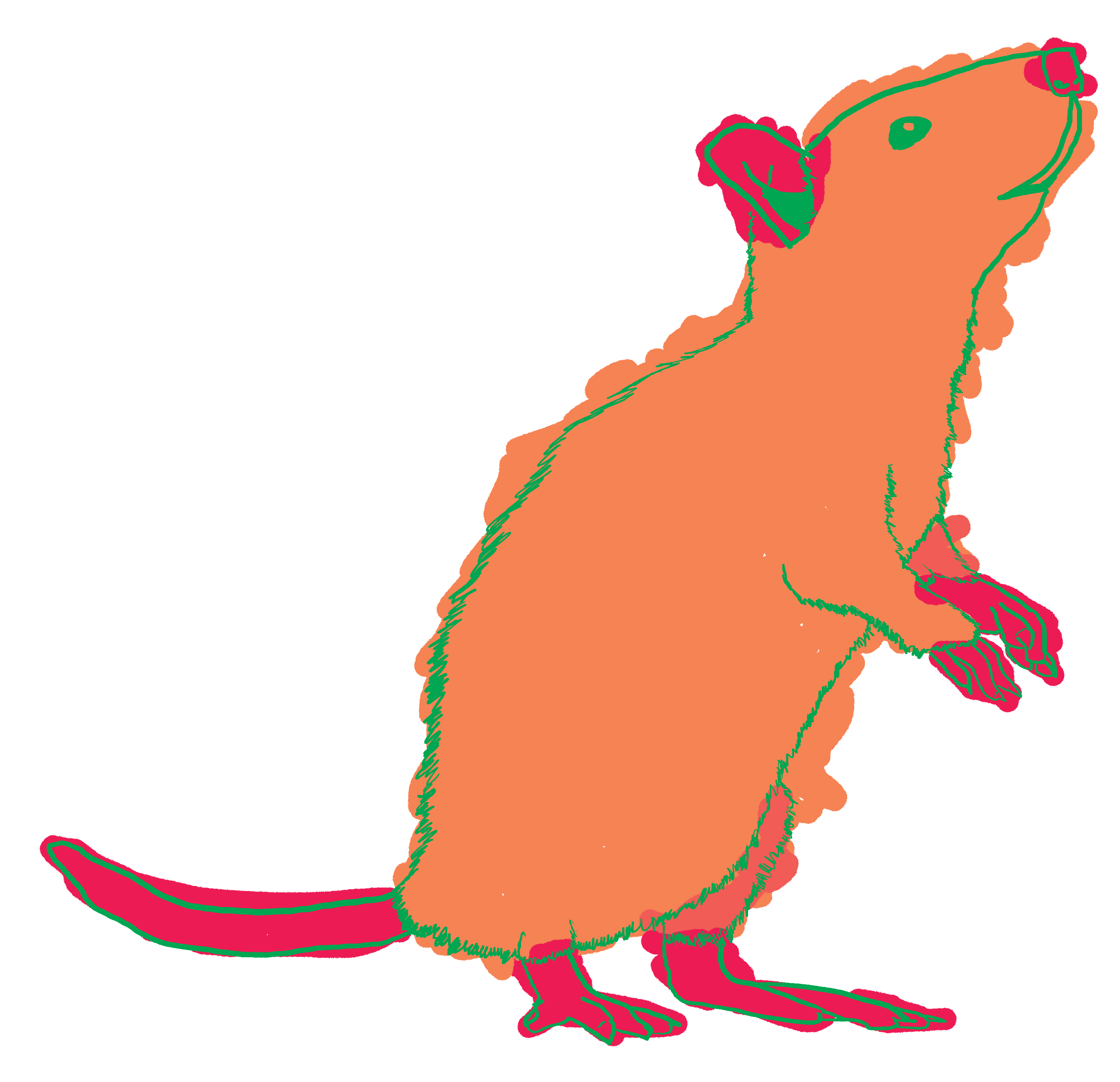 rat