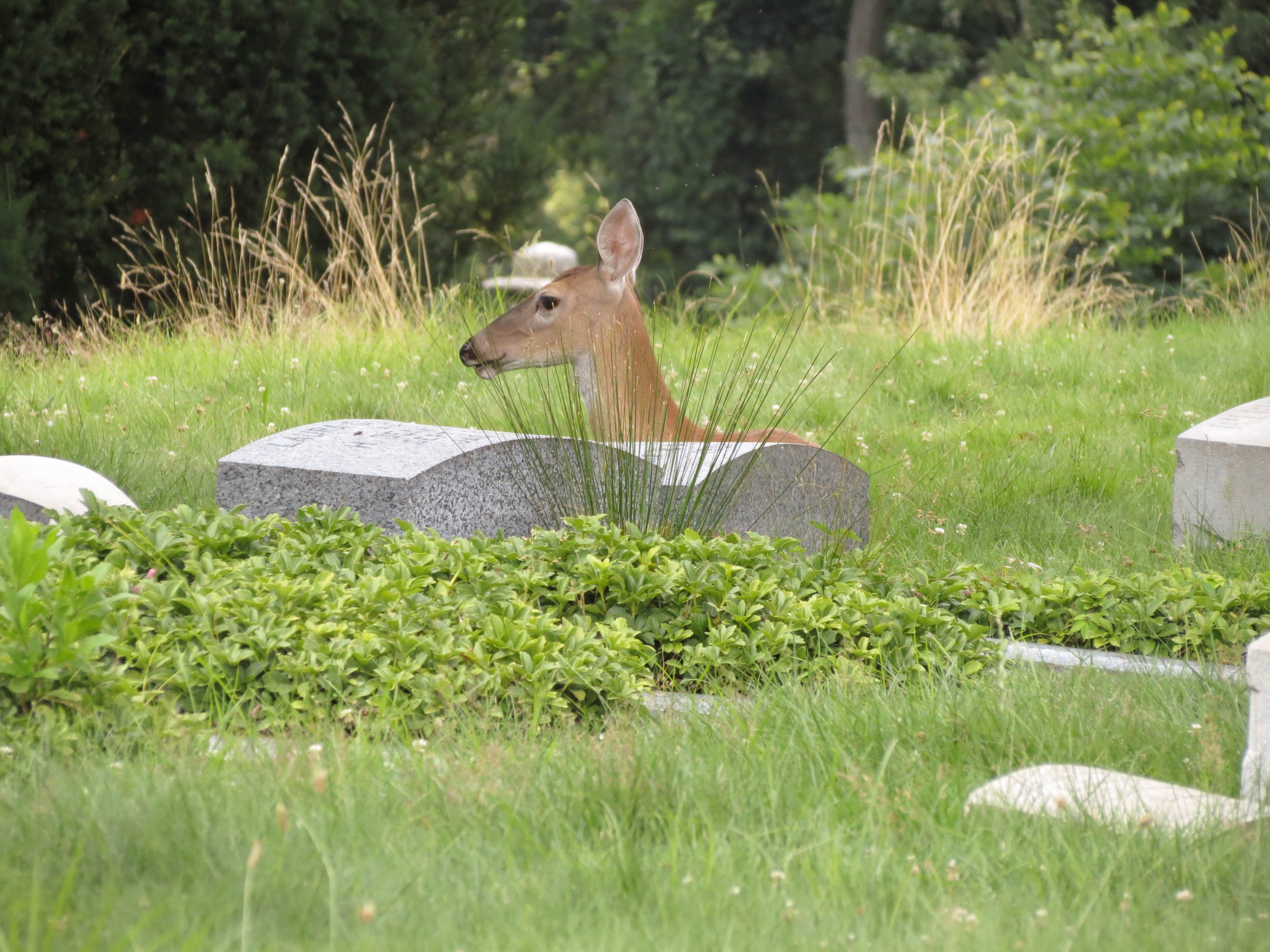 bambi