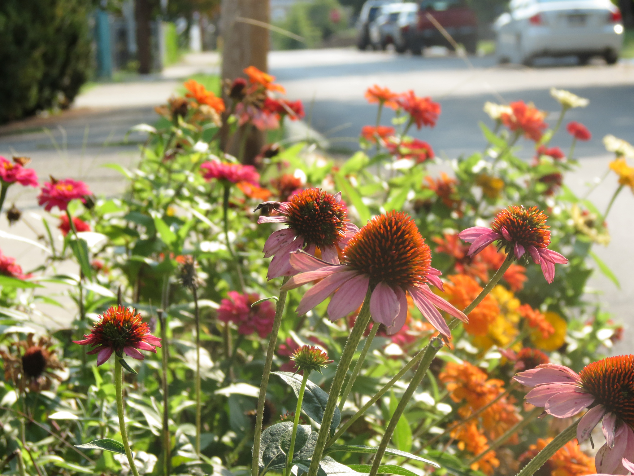suburban bouquet