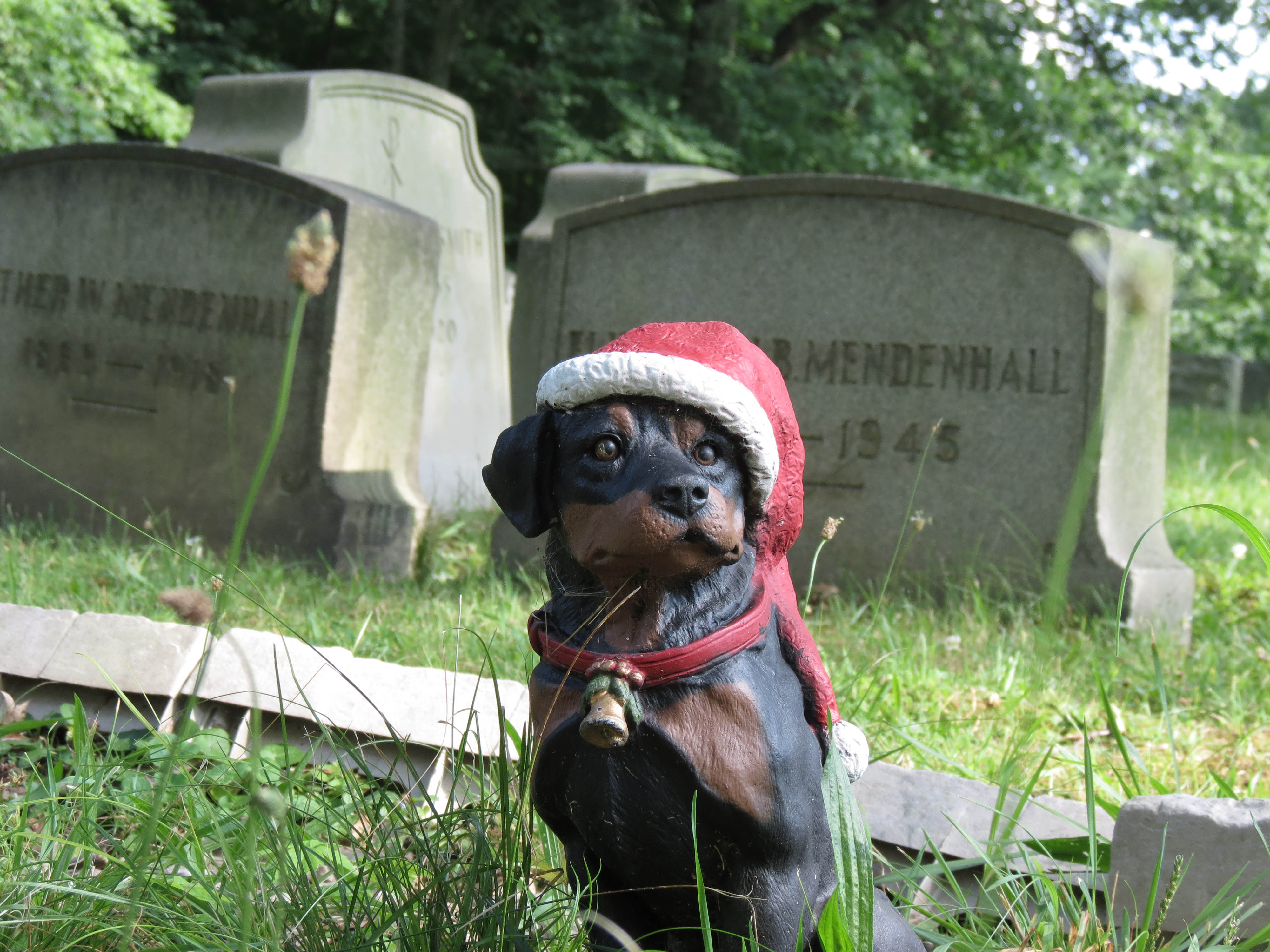 santa dog